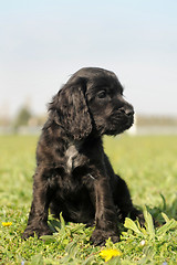 Image showing puppy english cocker