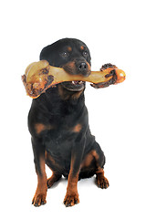 Image showing rottweiler