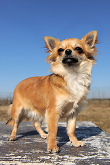 Image showing female chihuahua