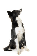 Image showing border collie