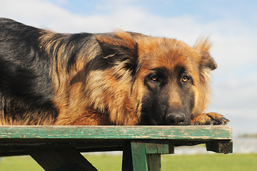 Image showing  sad german shepherd