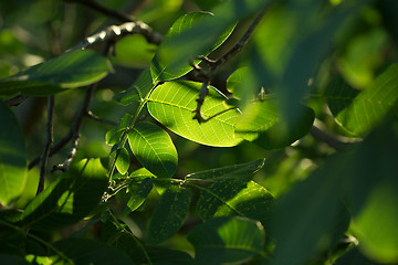 Image showing Leaves