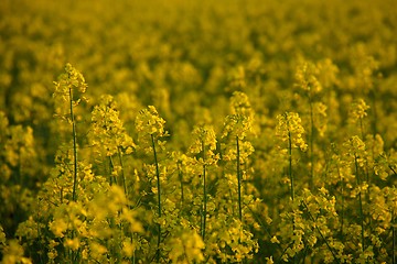 Image showing Rapeseed