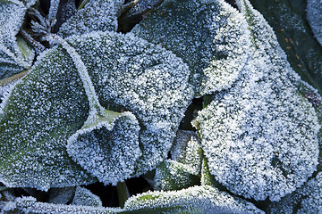 Image showing Elephant's Ears plant in heavy frost