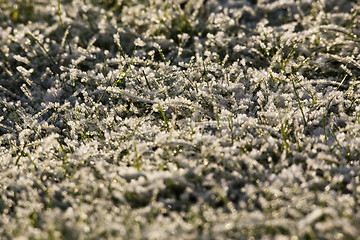 Image showing Frost on grass