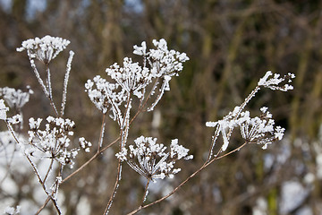 Image showing Frosty cow parsley