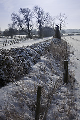 Image showing Snowy hedgerow