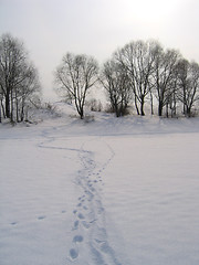 Image showing winter landscape with trees and traces on a snow