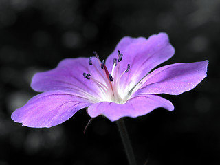 Image showing purple flower