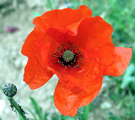 Image showing Poppy it