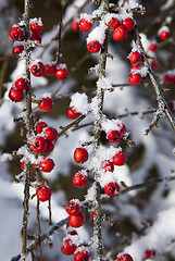 Image showing Snow dusted red berries