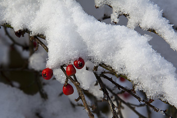 Image showing Snow laden branch, cotoneaster