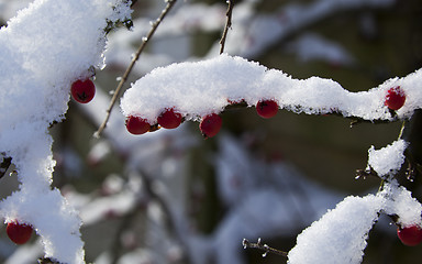 Image showing Snow on cotoneaster branch