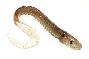 Image showing vinyl lamprey