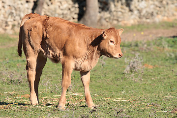 Image showing small calf