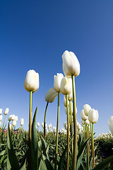 Image showing Tulip