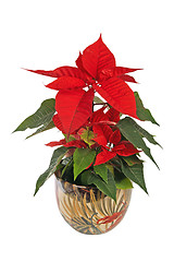 Image showing beautiful poinsettia. red christmas flower on white background 