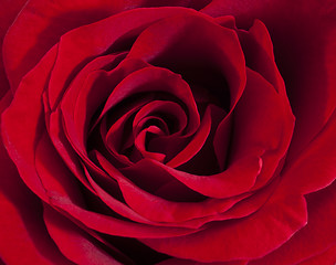 Image showing Red rose