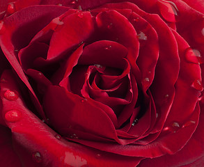 Image showing Red rose with raindrops