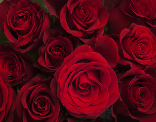 Image showing Red roses