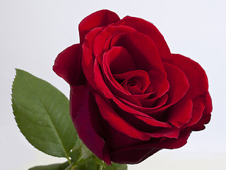 Image showing Single red rose