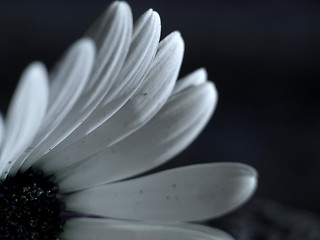 Image showing white flower