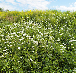 Image showing Meadow flowers, close up