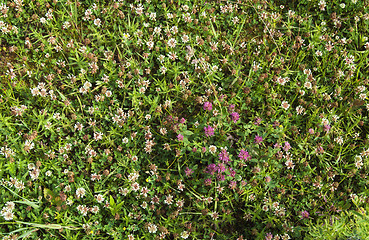 Image showing Meadow flowers, close up