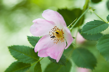 Image showing two bug on flower, close-up