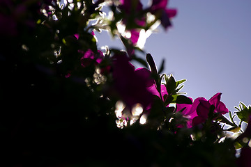 Image showing Framed Flowers in Sihoutte