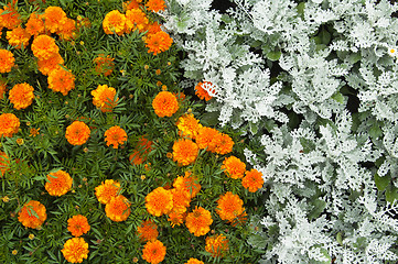 Image showing Flowers in park