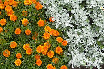 Image showing Flowers in park