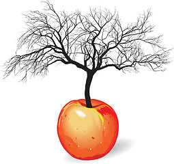Image showing apple tree from fruit