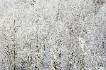 Image showing Branches of trees in hoarfrost, a close up