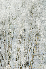 Image showing Branches of trees in hoarfrost, a close up