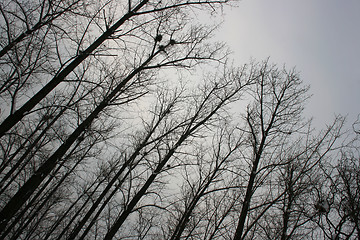 Image showing Treetops and sky