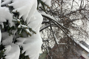 Image showing Snowy pine