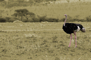 Image showing Ostrich