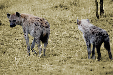 Image showing Hyenas