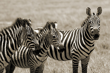 Image showing Zebra family