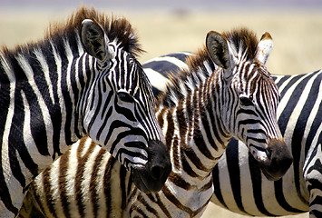 Image showing Zebra foals