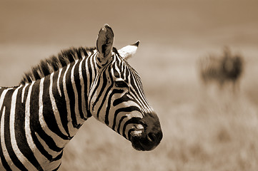 Image showing Zebra