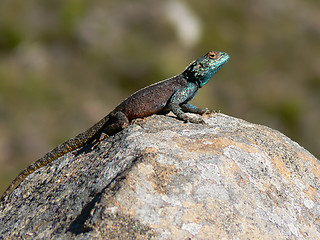 Image showing Lizard basking on a rock