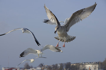 Image showing Seagull