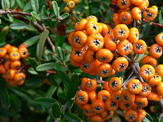 Image showing Orange Berries