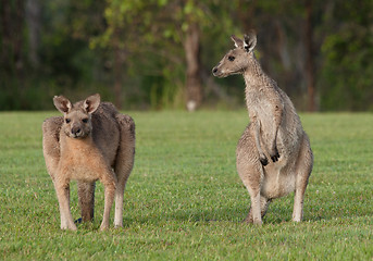 Image showing eastern grey kangaroos