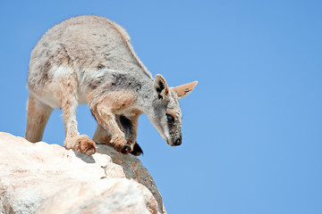 Image showing yellow footed rock wallaby