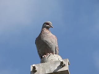 Image showing Rock Pigeon on Lamp Pole