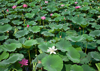 Image showing water lillies