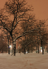 Image showing tree at winter night